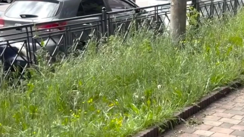 🎥 "ეს დეკორატიული გაზონია თუ ქალაქის ახალი საძოვარი?" - ქუთაისი, ჭავჭავაძის გამზირი