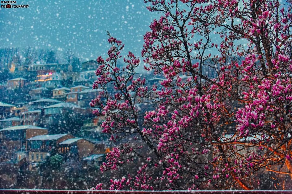 დათოვლილი მაგნოლია ქუთაისში – ფოტოგრაფების ფოტოკოლაჟი