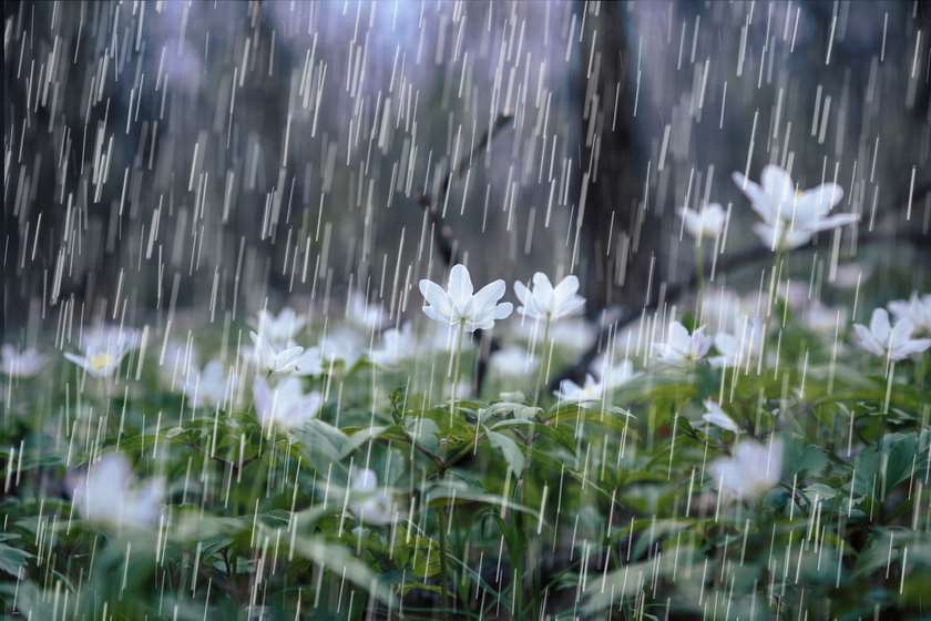 წვიმა და ღრუბელი – 22 აპრილს მოსალოდნელი ამინდი იმერეთში