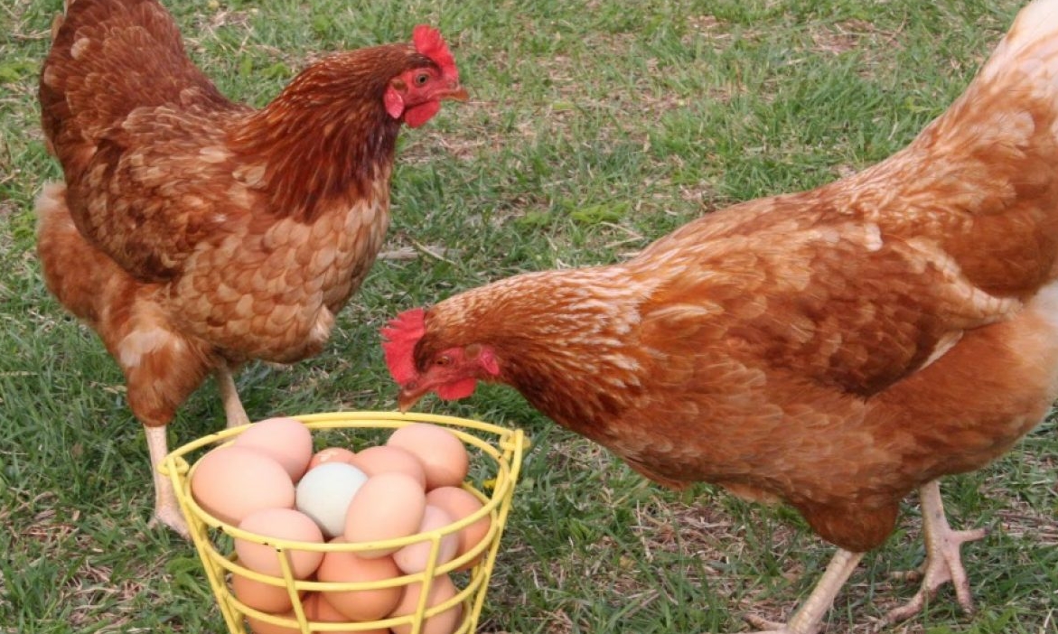 ქუთაისის ბაღების გაერთიანება 50 000 კვერცხს ყიდულობს