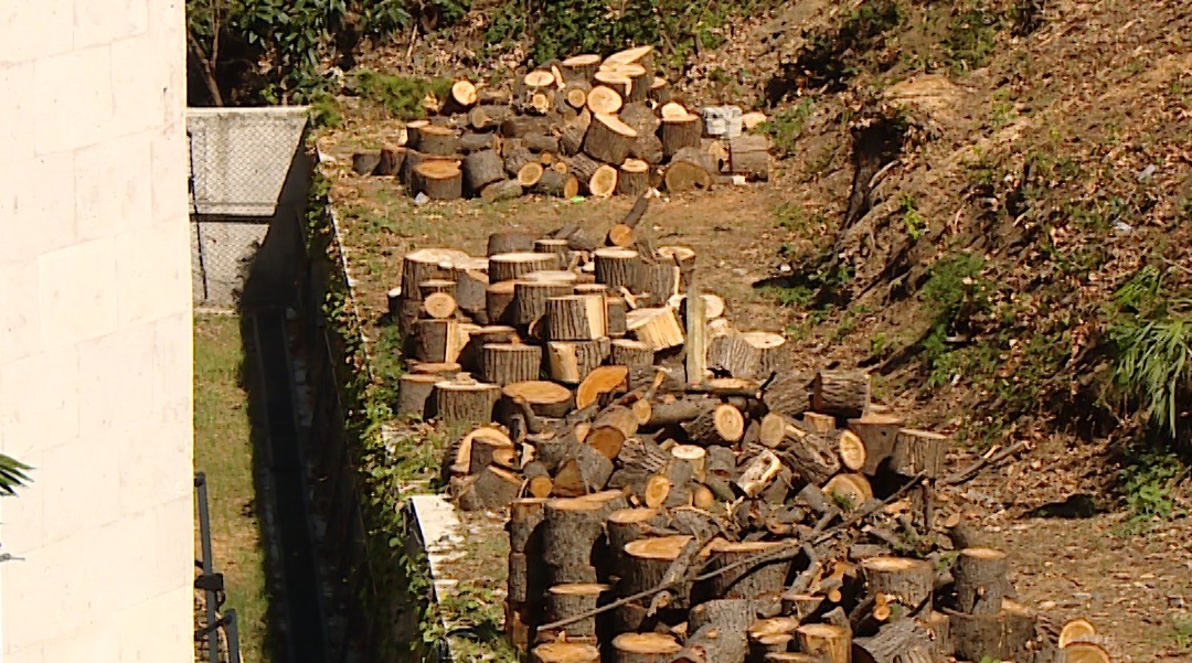 ქუთაისში, მას შემდეგ, რაც ხეები გაჩეხეს, სახელმწიფო ახლა აღნიშნულ მონაკვეთს ყიდის